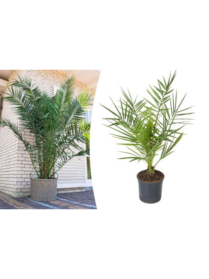 OH2 Phoenix canariensis Mittel in Grün günstig kaufen onesize