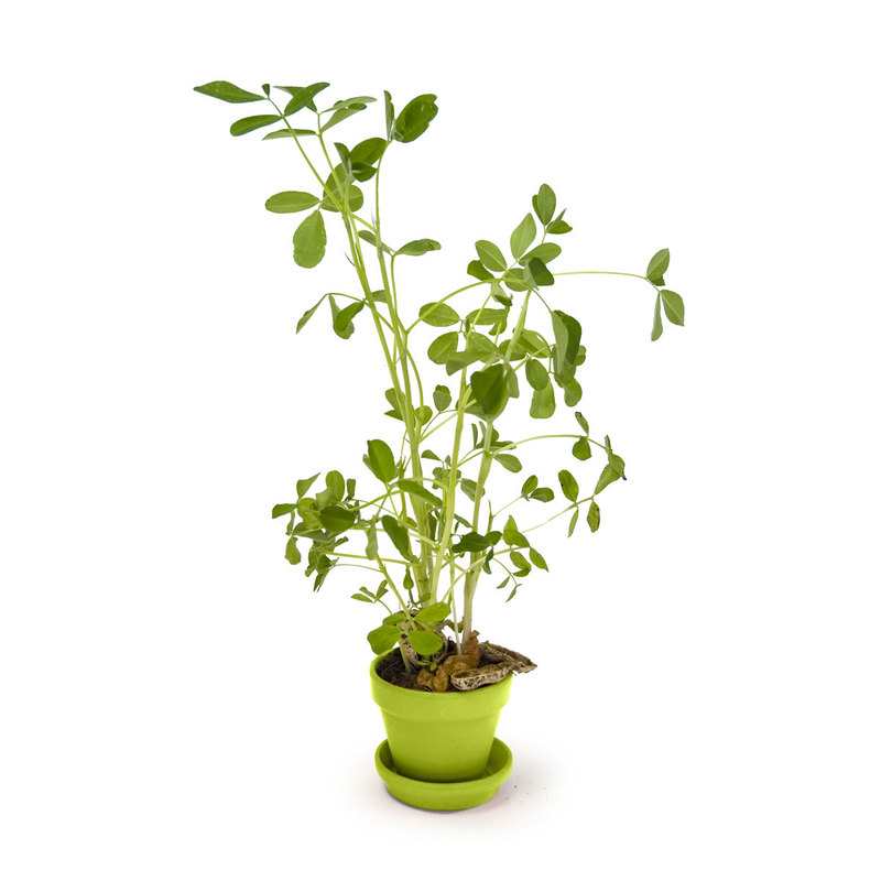 Pot cloche cacahuètes à faire pousser