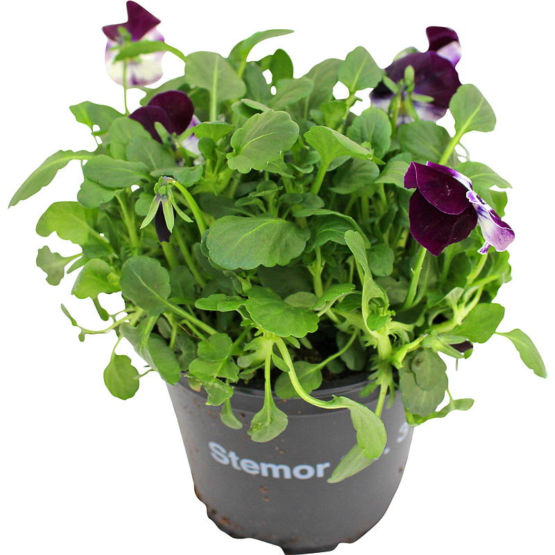 Stemor P12, Viola cornuta