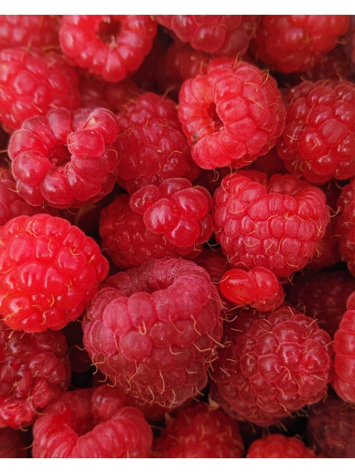 OH2 6er-Set Beeren in Bunt günstig kaufen onesize