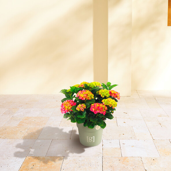 Bauernhortensie King Size Pink