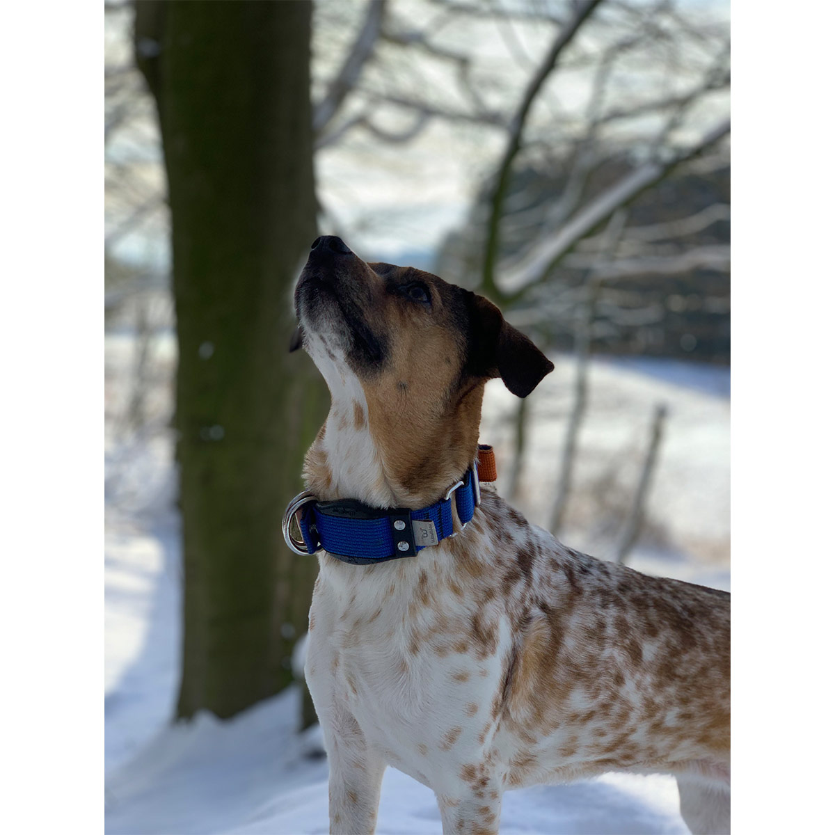 WowWow Professional Halsband Blau günstig kaufen bei ZooRoyal
