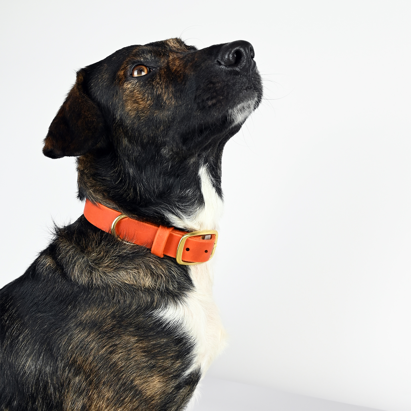 THE DOG IDEA Hundehalsbänder THE DOG IDEA Leder Halsband Orange L