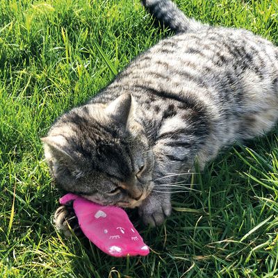 Aumüller Katzenspielkissen Plüschkatzen