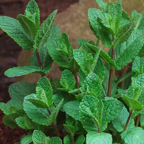 Gartenminzen-Trio Club Cuba-Mentha