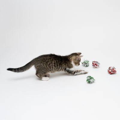 Katzenspielzeug Knisterbälle Set Mesh