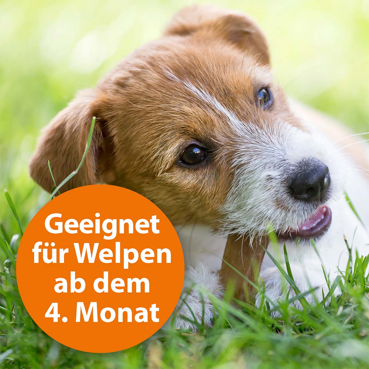 Der Ardap Spot-On schützt Hunde sicher vor Zecken und Flöhen.