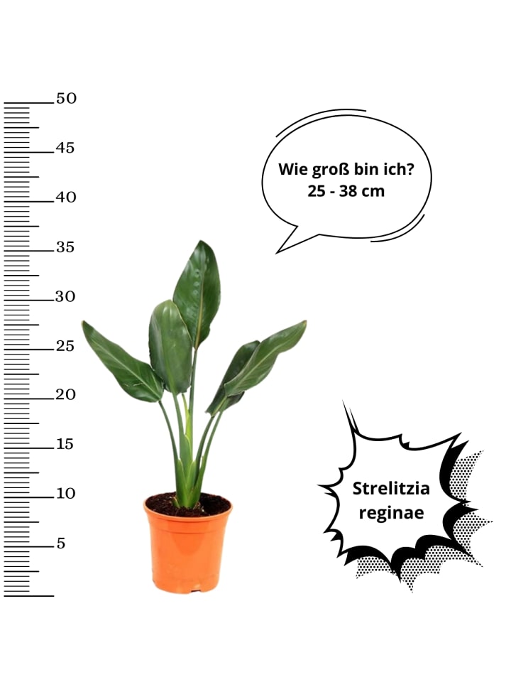 OH2 6er-Set: Strelitzia reginae Paradiesvogel in Grün günstig kaufen onesize
