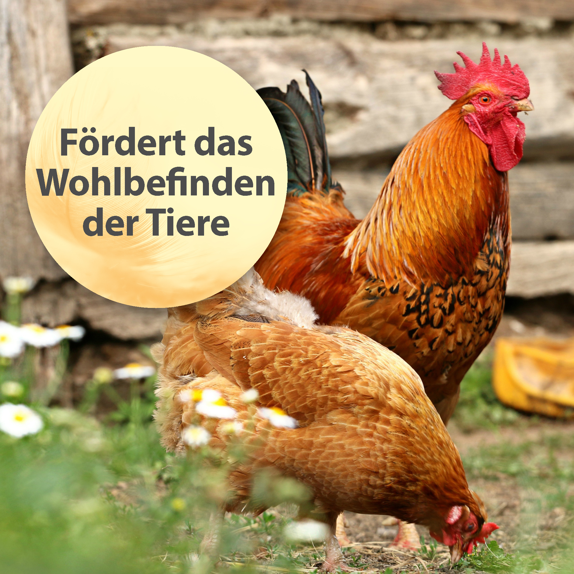 Quiko Ergänzungsfutter Quiko Holzkohlengrieß 270 g: Leicht verdauliches Einzelfuttermittel für Ziervögel