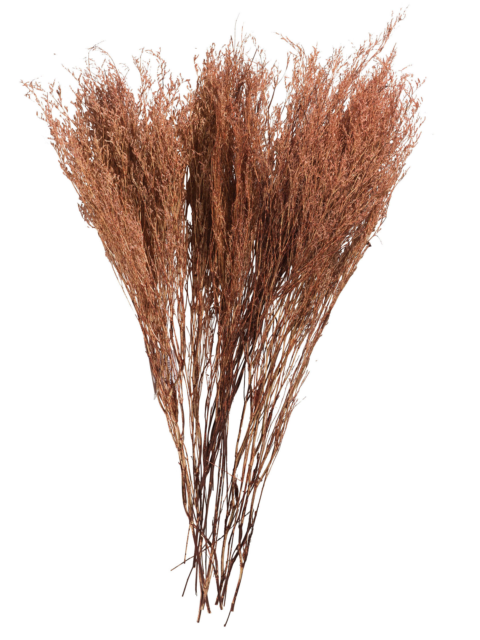 Strandflieder Trockenblume, Autumn Red