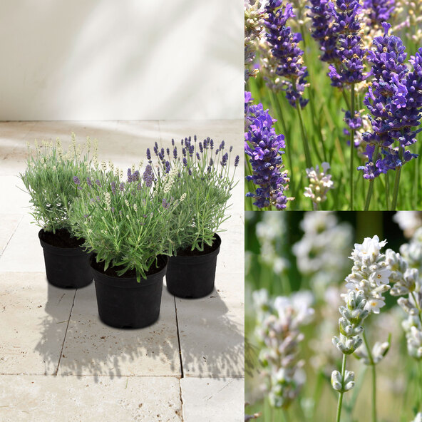 Lavendel „Wolkenduft-Trio“ 3er-Set