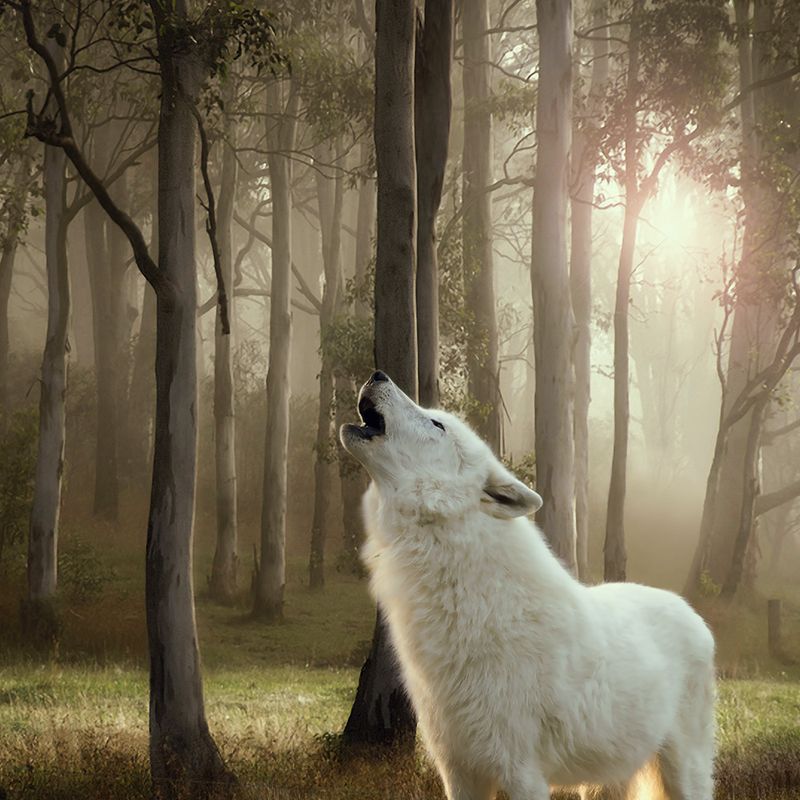 Sparpaket Wolf of Wilderness Senior 24 x 800 g