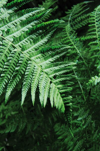 Royal Fern Phytoactive Illuminating Ampoules Ampullen