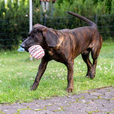 TIAKI Hundespielzeug Geburtstagsballon