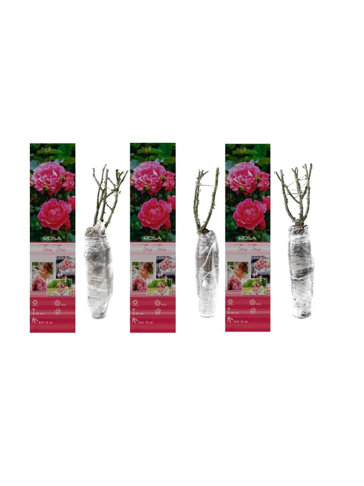 OH2 3er-Set Polyantha-Rosen in Rosa günstig kaufen onesize