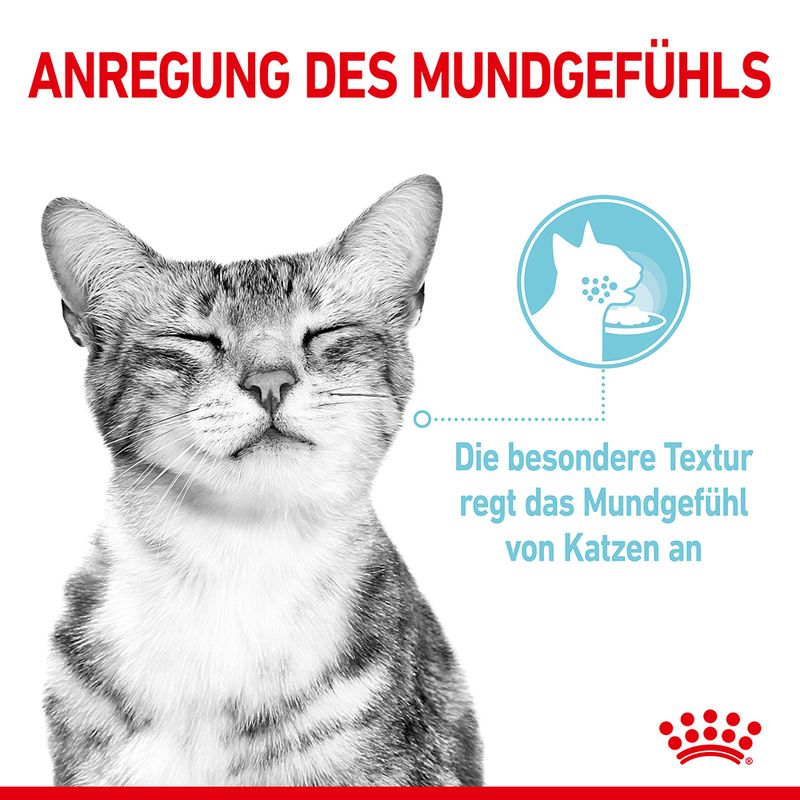 Royal Canin Sensory Feel in Soße zu TOP-Preisen