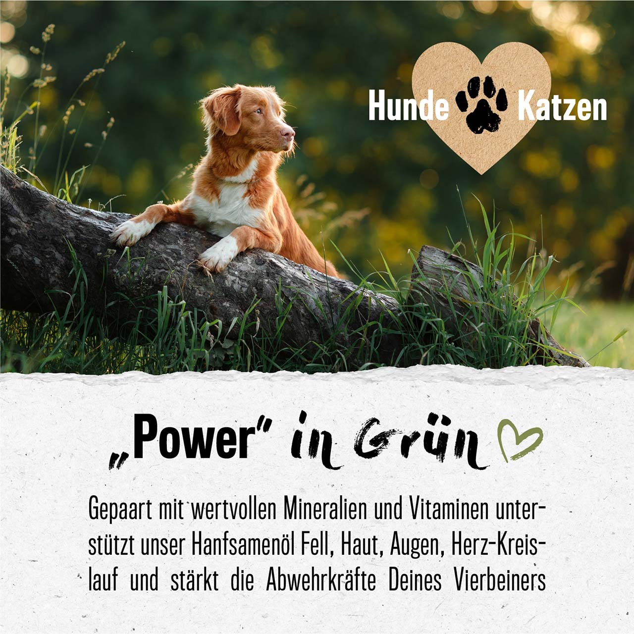 ALPHAZOO Ergänzungsfutter & Aufzucht ALPHAZOO Premium Hanföl für Hunde und Katzen