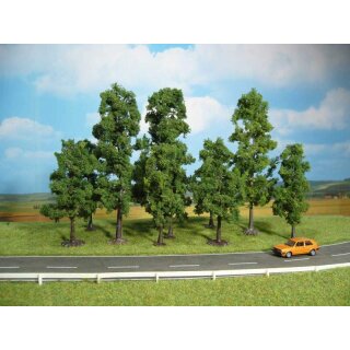 Buchen 10-18 cm (10 Stk.)