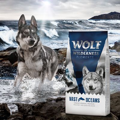 Wolf of Wilderness 