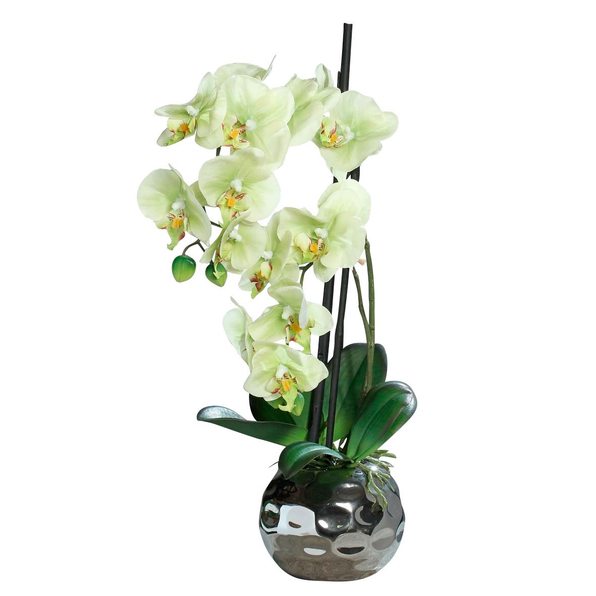 DPIOrchidee in Keramikschale 50cm