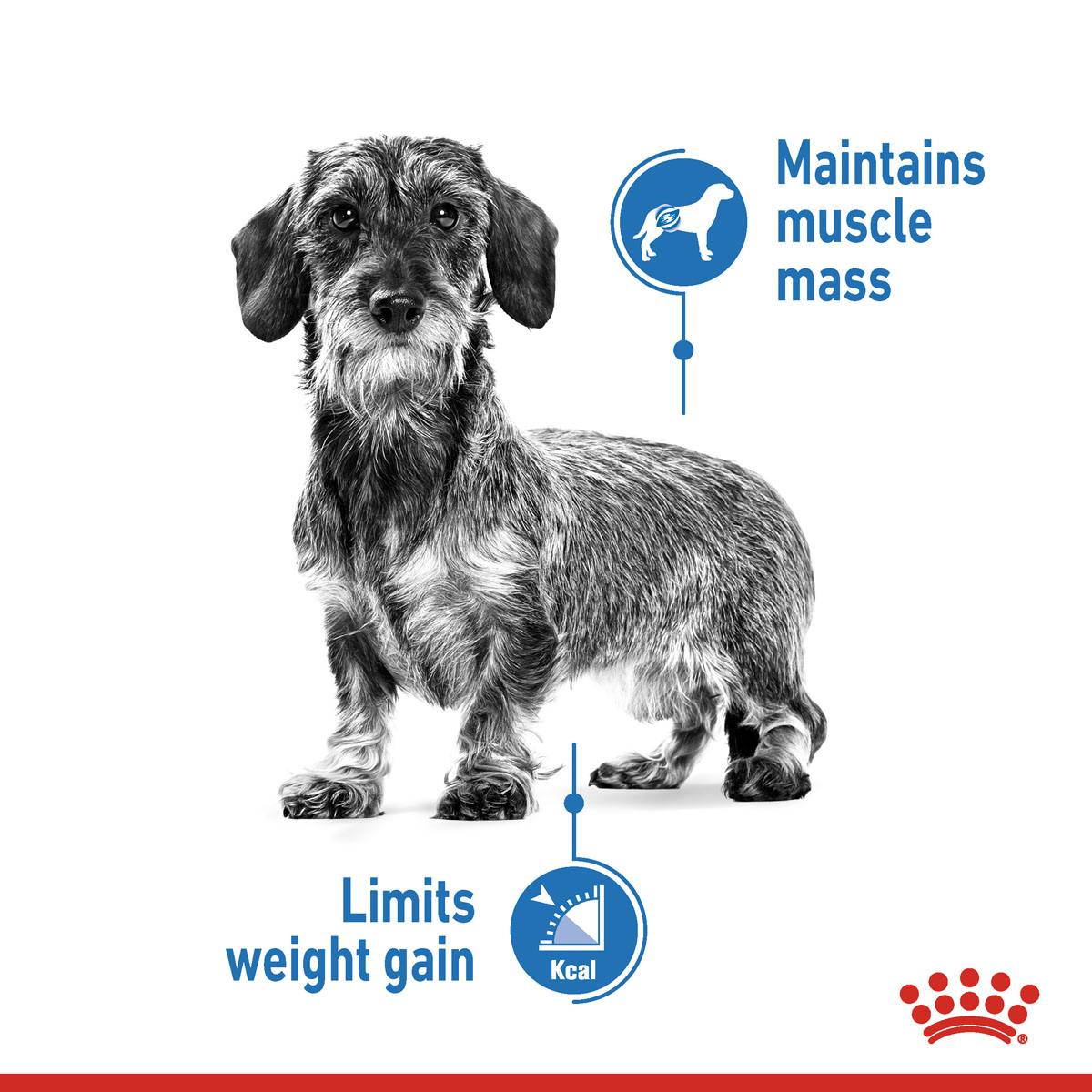 ROYAL CANIN LIGHT WEIGHT CARE MINI Trockenfutter für zu Übergewicht neigenden Hunden