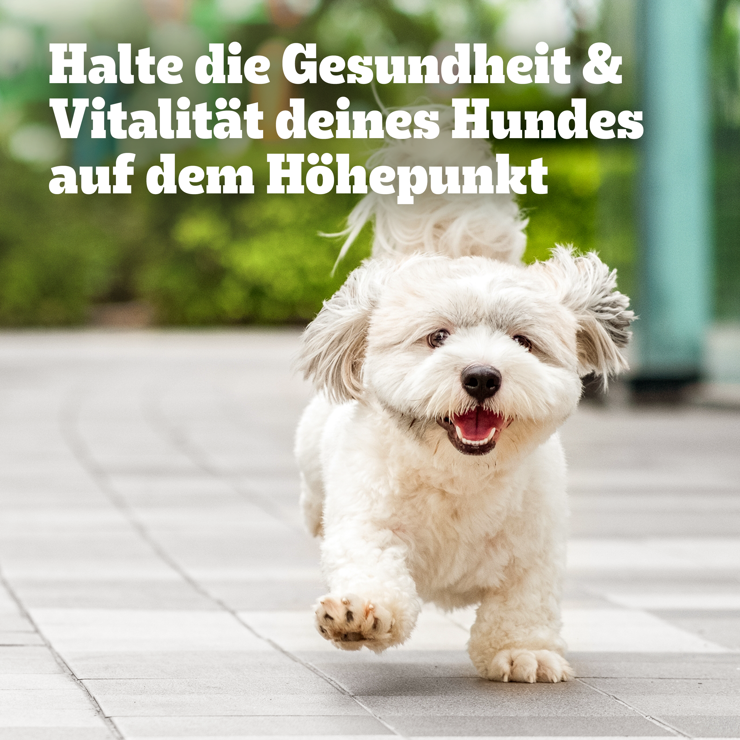 Pedigree Snacks Pedigree Multivitamins Verdauung 180g