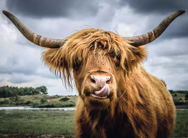 Puzzle 300 Teile - Highland Cattle