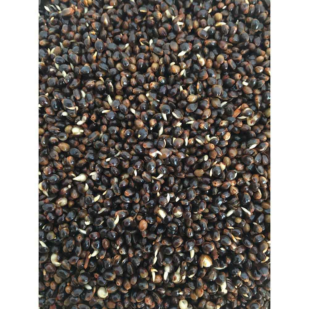 Seed cooked carp mack2 ready made chili hemp 2.3l