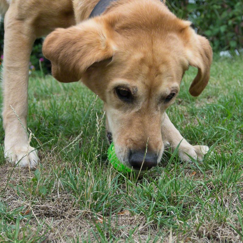 Hundespielzeug Squeaky Ball zu TOP-Preisen
