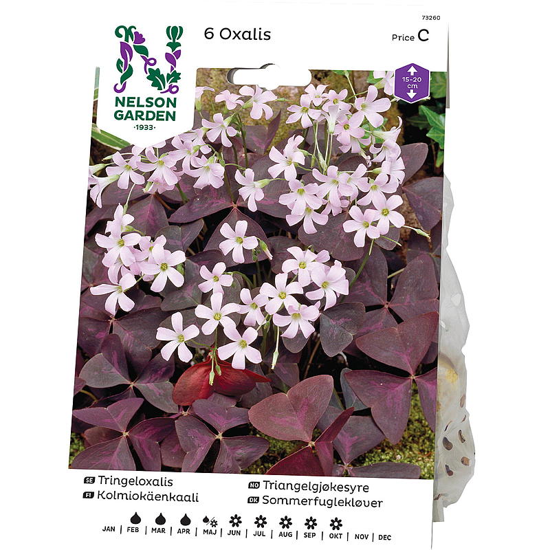 Nelson garden Triangelgjøkesyre Oxalis triangularis