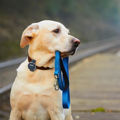 TrackiPet Smart GPS Tracker
