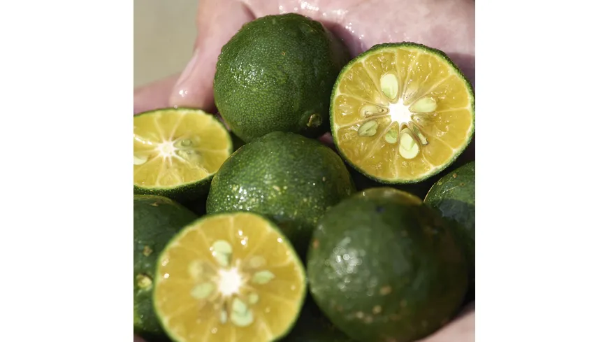 SHISEIDO WASO Shikulime 50 ml