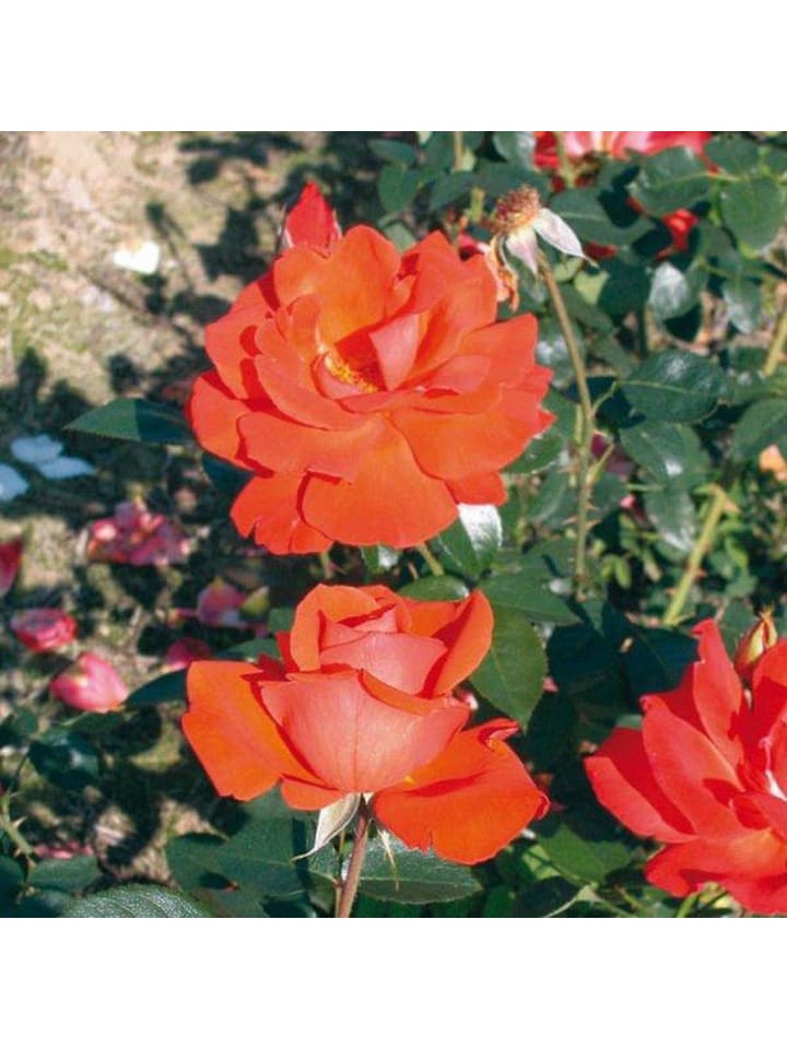 OH2 3er-Set Großblütige Rosen in Orange günstig kaufen onesize