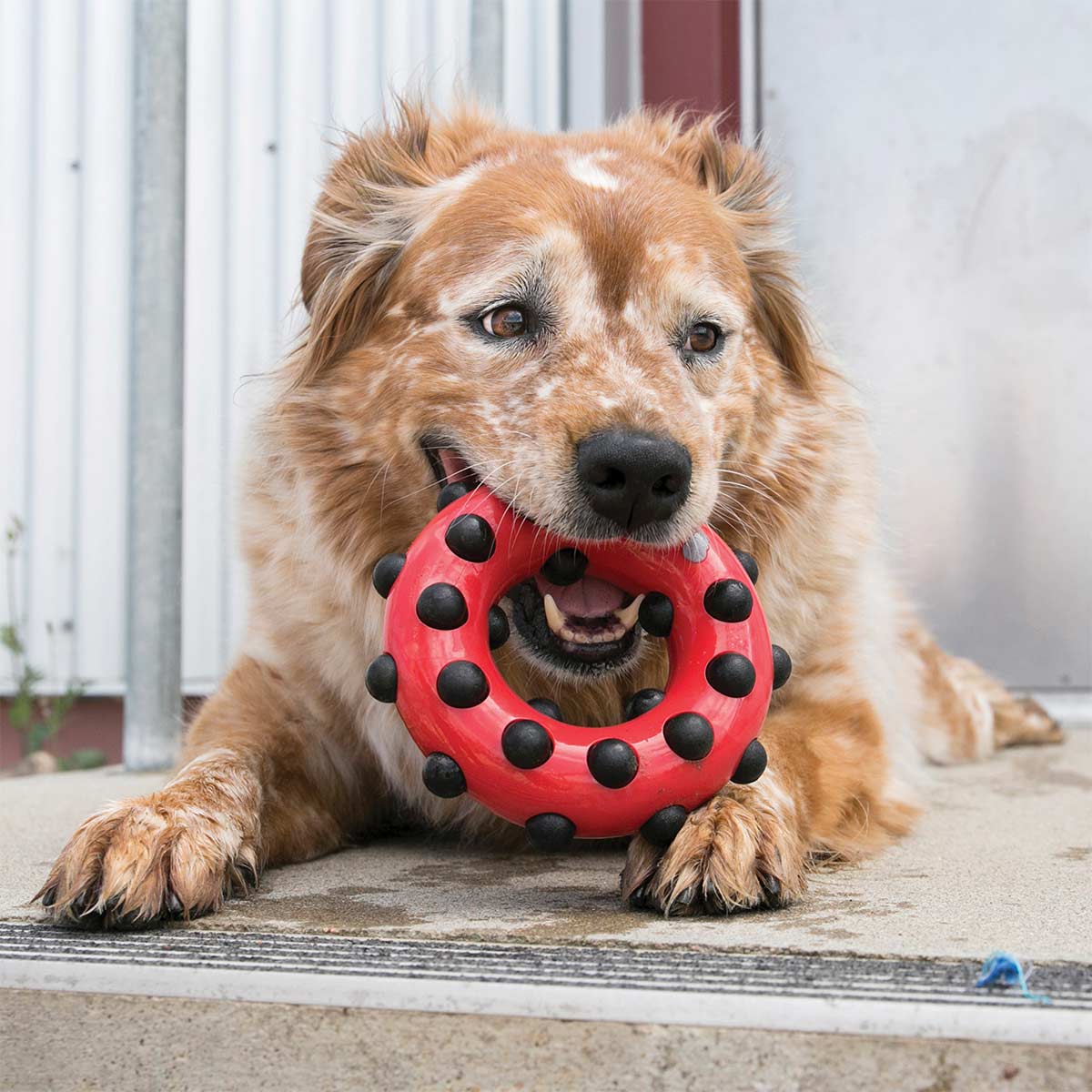 KONG Hundespielzeug Dotz Circle L günstig kaufen bei ZooRoyal