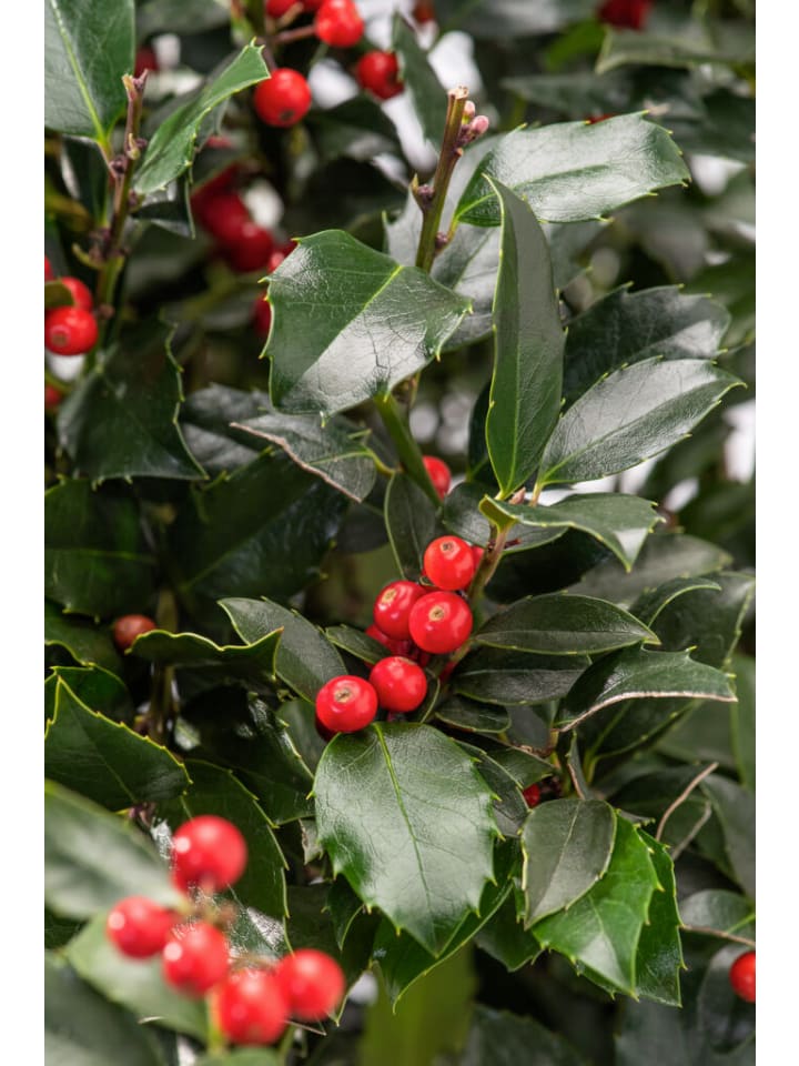 OH2 3er-Set Ilex meserveae 'Blue Maid in Grün günstig kaufen onesize