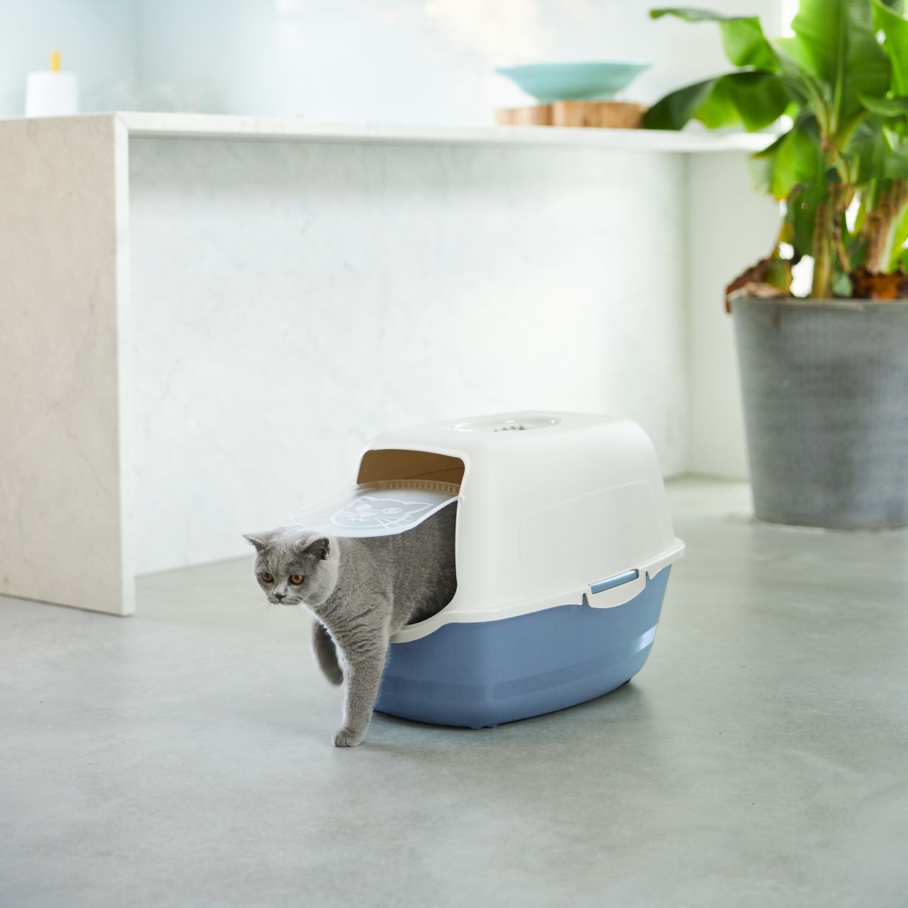 Rotho Babydesign Rotho MyPet Eco Bailey Katzentoilette mit Deckel und Aktivkohlefilter, blau/weiss (recycelt)
