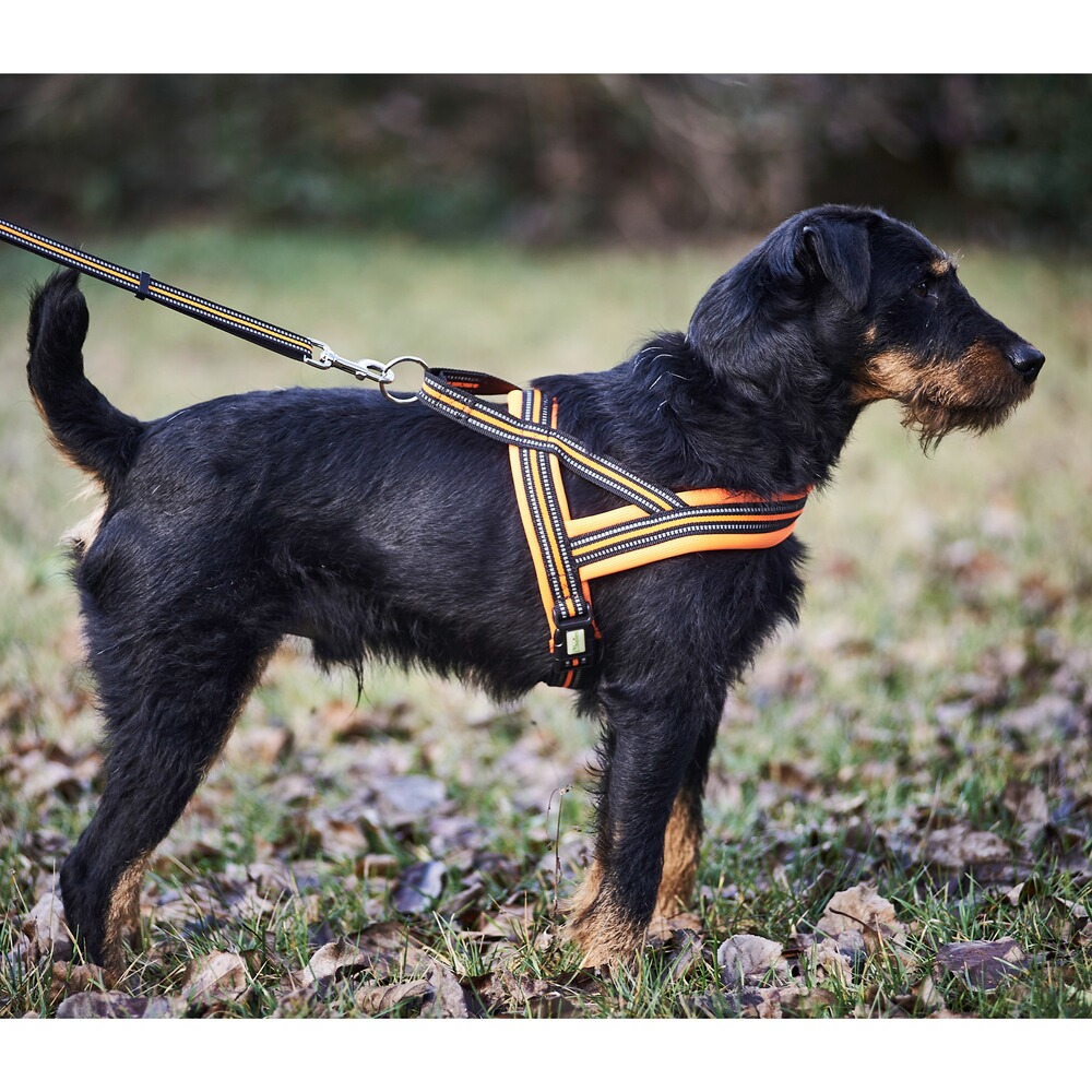 Heim Hundegeschirr Signal