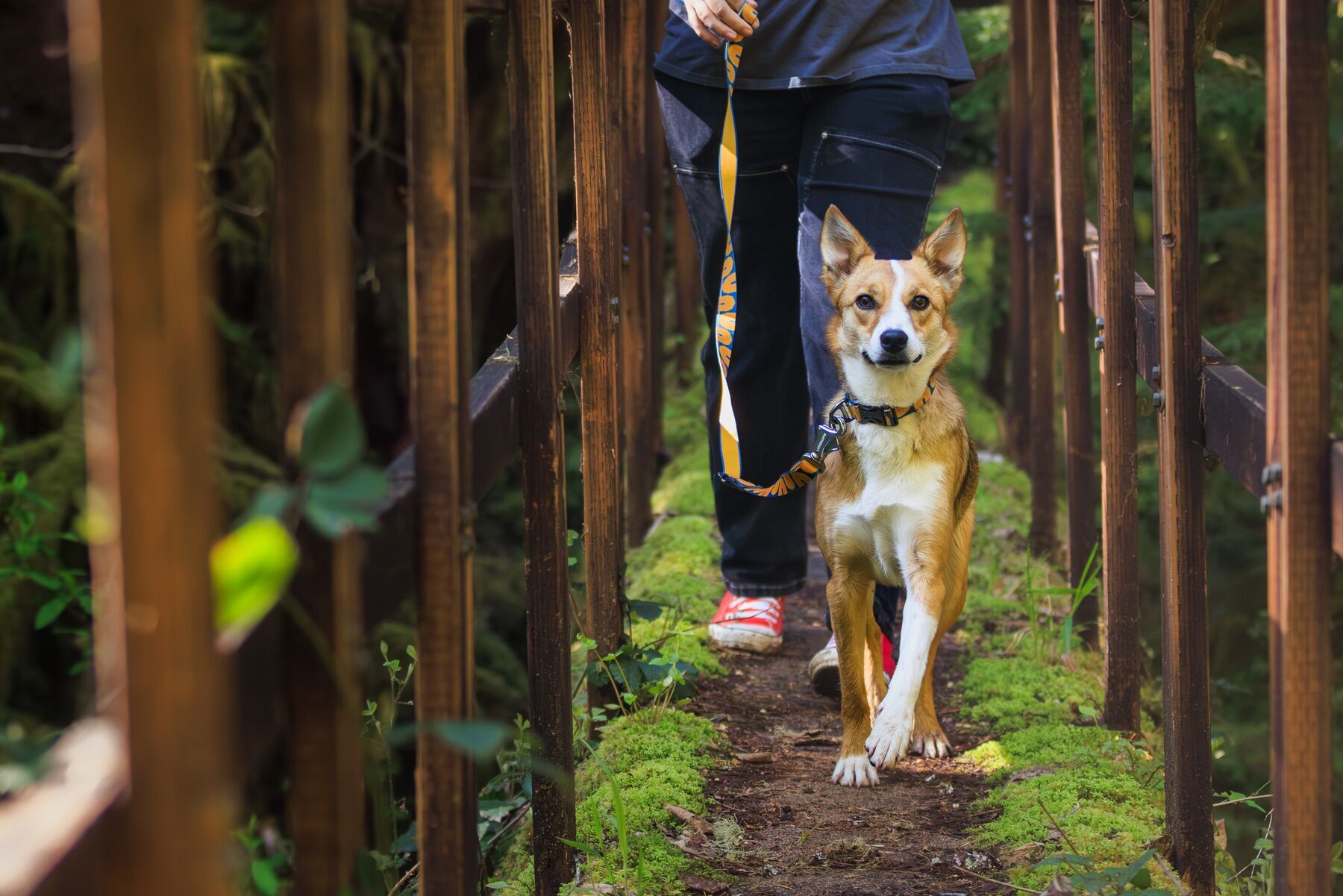 Ruffwear Hundeleinen Ruffwear Verstellbare Hundeleine Crag EX™ navy