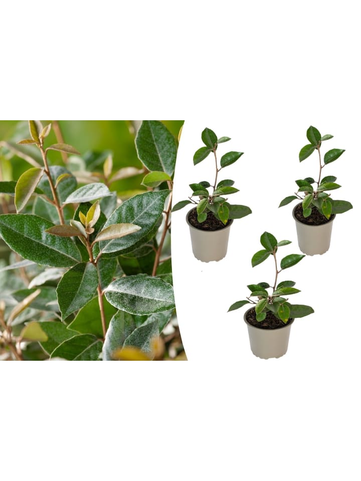 OH2 3er-Set: Elaeagnus ebbingei in Grün günstig kaufen onesize