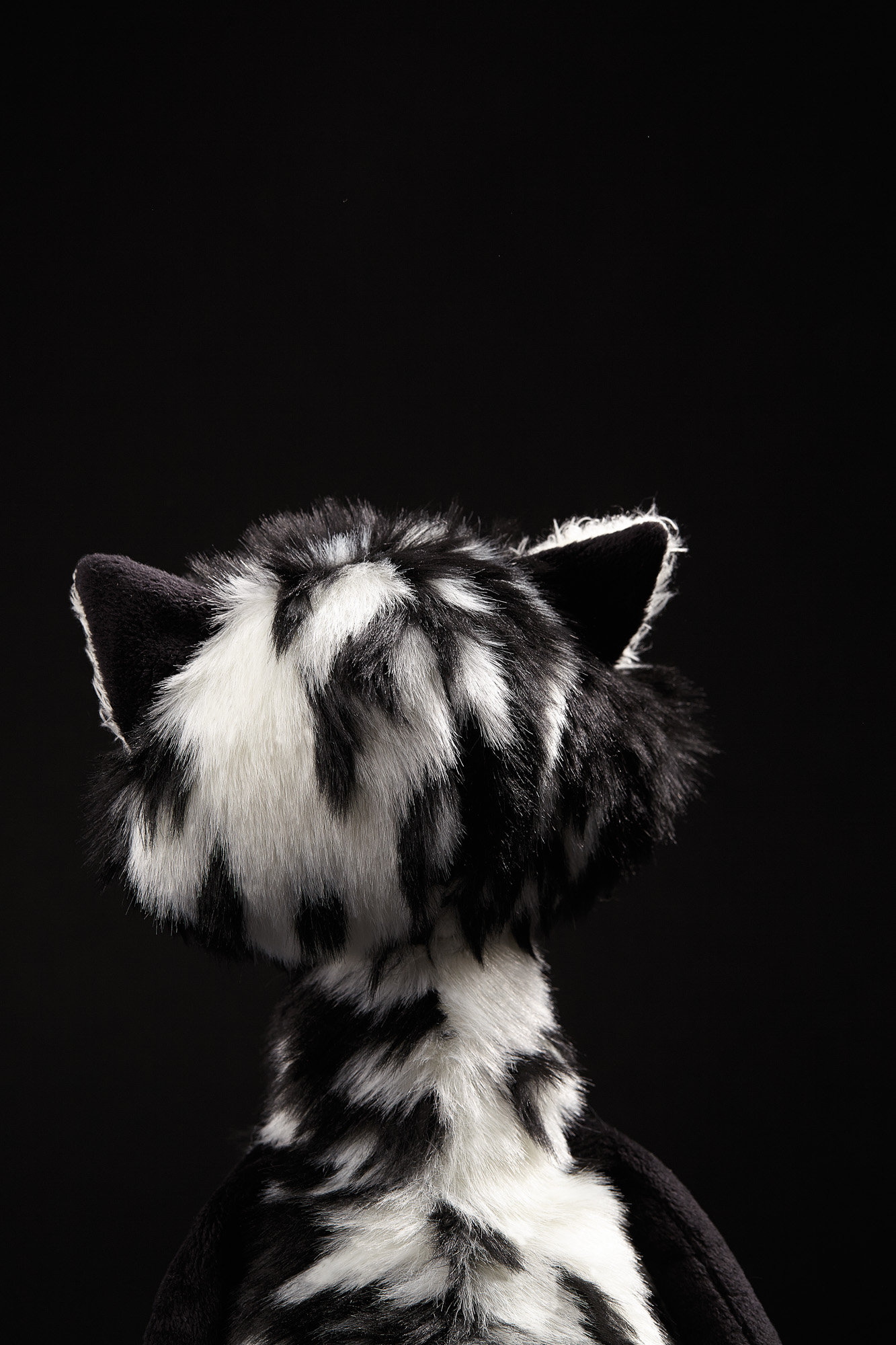 Katze Cat Macchiato Beaststown