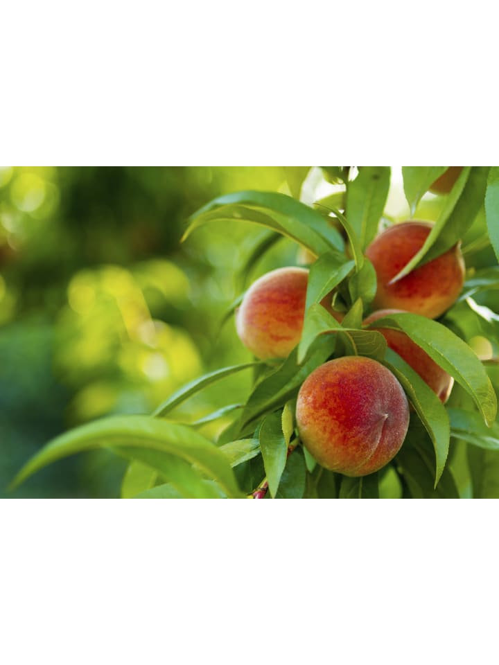 OH2 10er-Set: Obstbäume in Bunt günstig kaufen onesize
