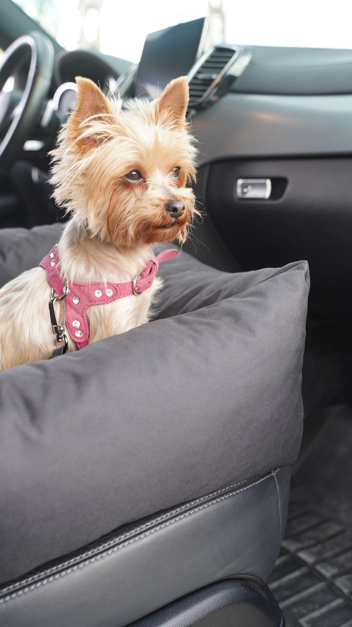 Animood Hundeautositz Julian schwarz S