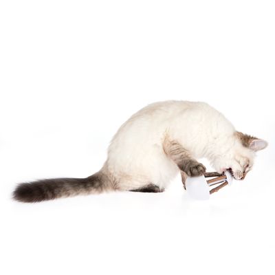 Katzenspielzeug Rocky