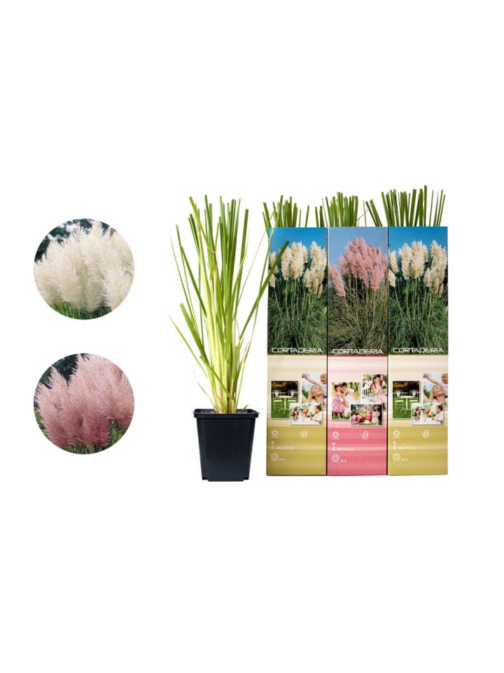 OH2 24er Set: Pampasgras pflanzen günstig kaufen onesize
