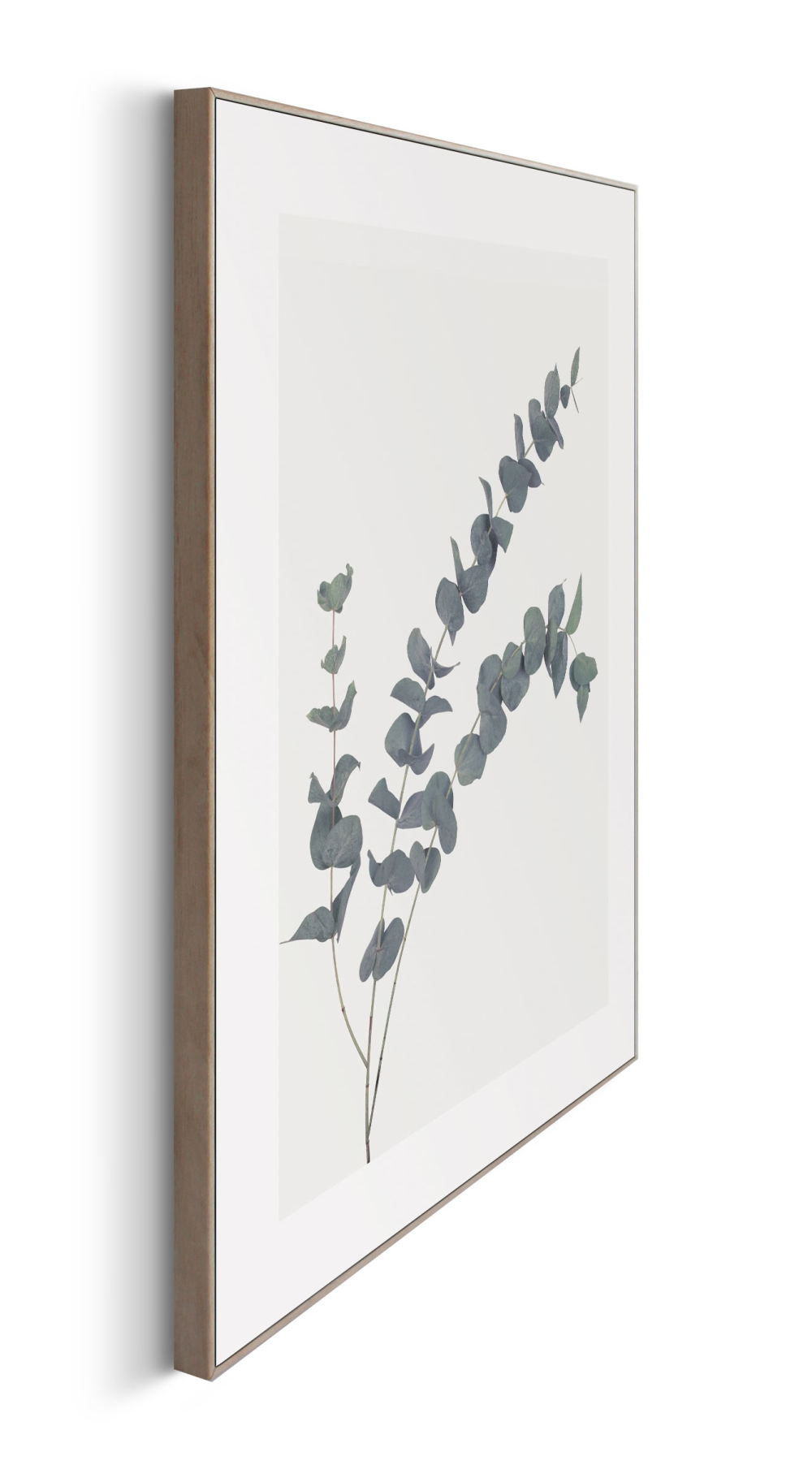 Rahmenbild Eucalyptus