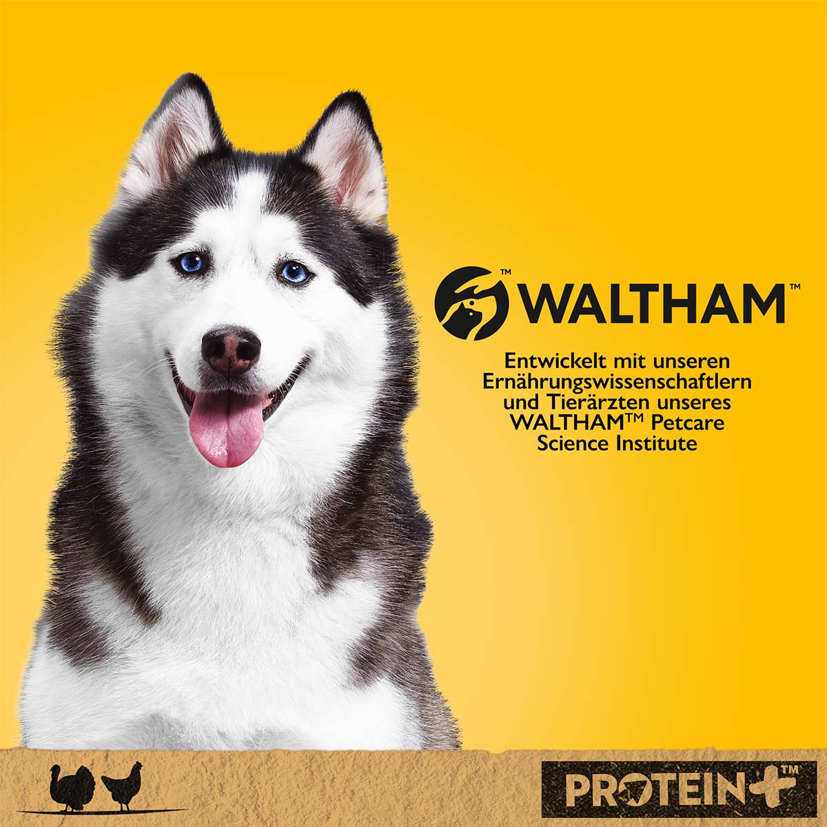 PEDIGREE Protein+ in Pastete Truthahn & Huhn kaufen bei ZooRoyal