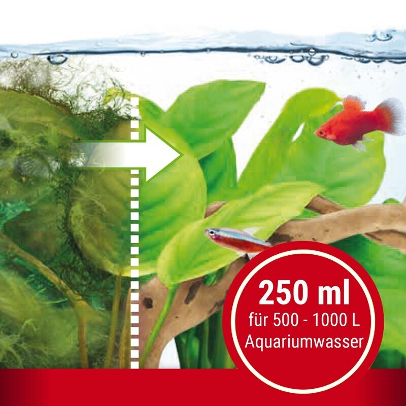 Tetra Algenbekämpfung Tetra AlguMin 250 ml