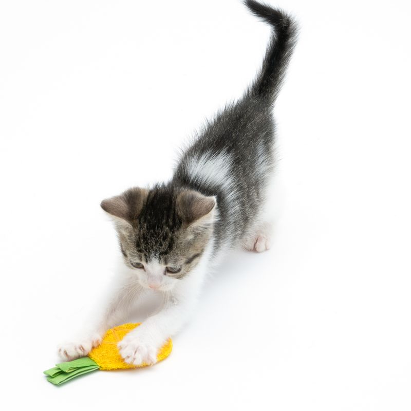 TIAKI Katzenspielzeug-Set Knisternde Früchte