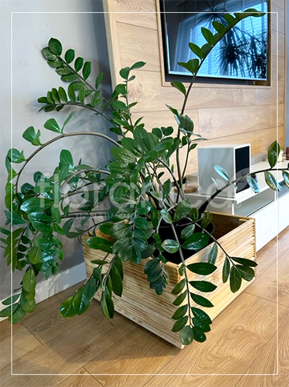 Pemicont Floranica Blumentopf aus Holz Kasten 50cm x 535cm x 285cm Natural Imprägnierte Lärche Gehäuse für Kräuter Blumen Haus- und Gartendekoration Innen- und Außenbereich EU-Produkt