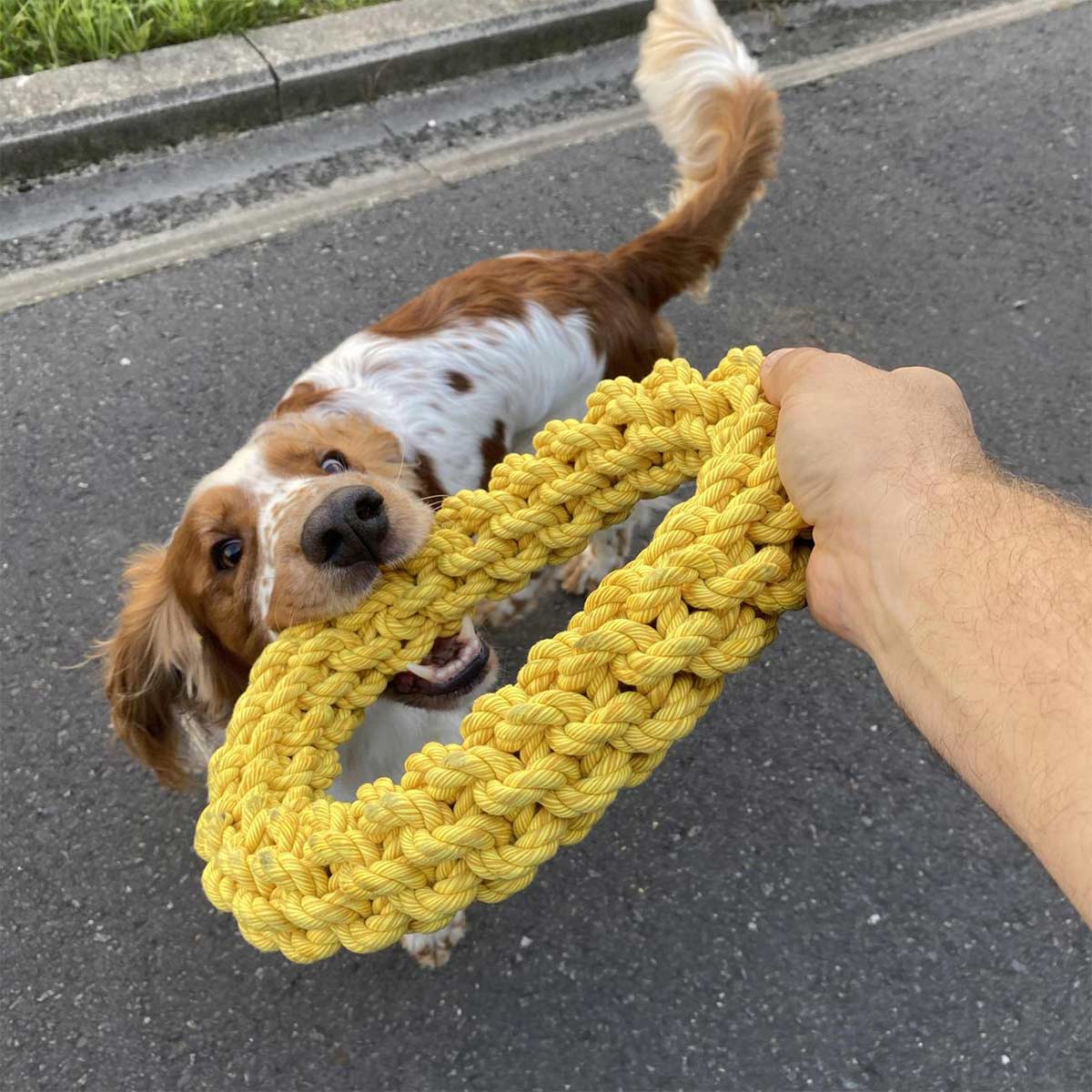 Ebi Bite Me - Da-Chain Tau Ring gelb Ø 18cm kaufen bei ZooRoyal